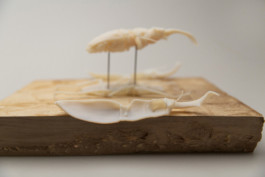 This is Jonas Schneider