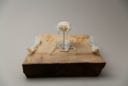 This is Jonas Schneider