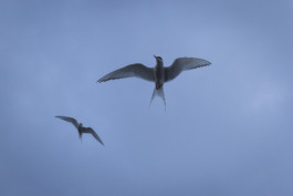 This is Jonas Schneider